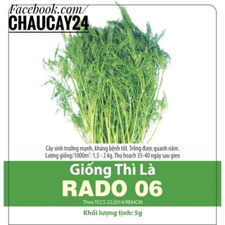 Hạt Giống Rau Thì Là Bốn Mùa Rau Gia Vị Dễ Trồng