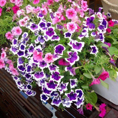 Hạt giống hoa dạ yến thảo viền rủ gói 5 hạt