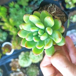 Sen đá thược dược