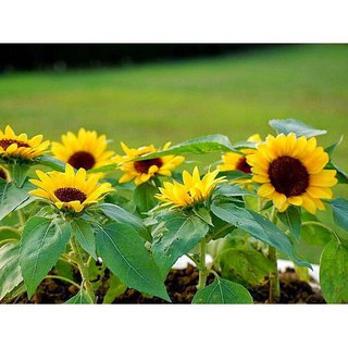 Hạt Giống Hoa Hướng Dương Lùn Rd 859 Gói 10 Hạt