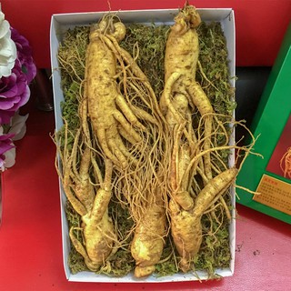 Nhân Sâm Tươi Xách Tay 5 củ/kg