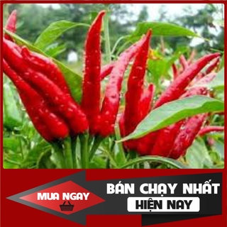 [ Big Sale ] 100H - Hạt giống ớt chùm chỉ thiên F1