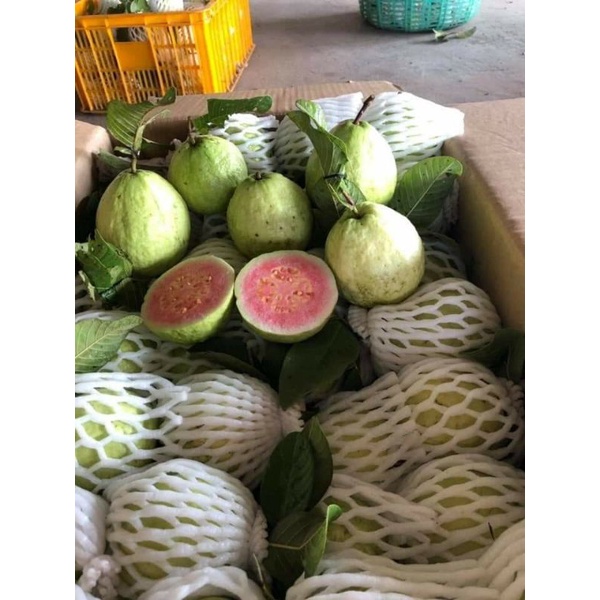 Ổi hữu cơ đạt chứng nhận VIETGAP