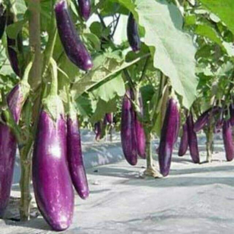 Hạt giống cà tím cao sản Trang Nông, siêu năng suất, gói hơn 200 hạt