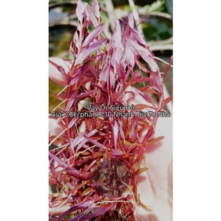 1 PHẦN VẢY ỐC SIÊU ĐỎ THỦY SINH LÁ NƯỚC