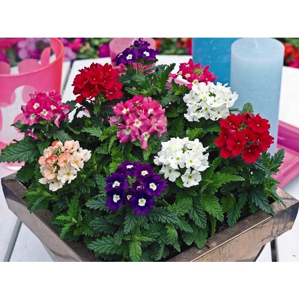 Hạt giống cúc indo mix màu (tặng kèm phân bón và kích mầm)