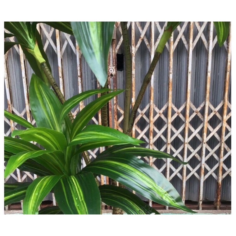 Cây Giả-Cây thiết mộc lan Brazil giả 1,6m decor ,trang trí nội thất