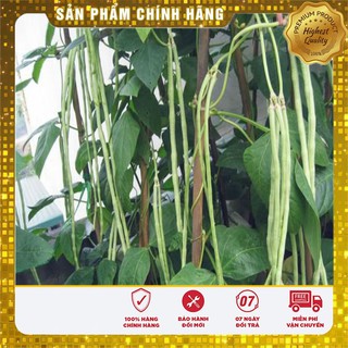 Hạt Giống Đậu Đũa Xanh(20gr)