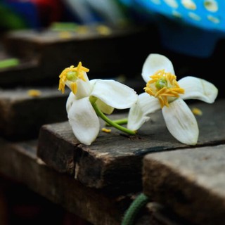 Nước cất hoa bưởi Pomely