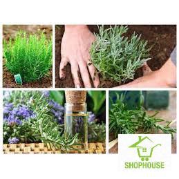 Shophouse 100 hạt giống hương thảo đuổi muỗi  SHOP HOUSE  TẾT KHUYẾN MẠI