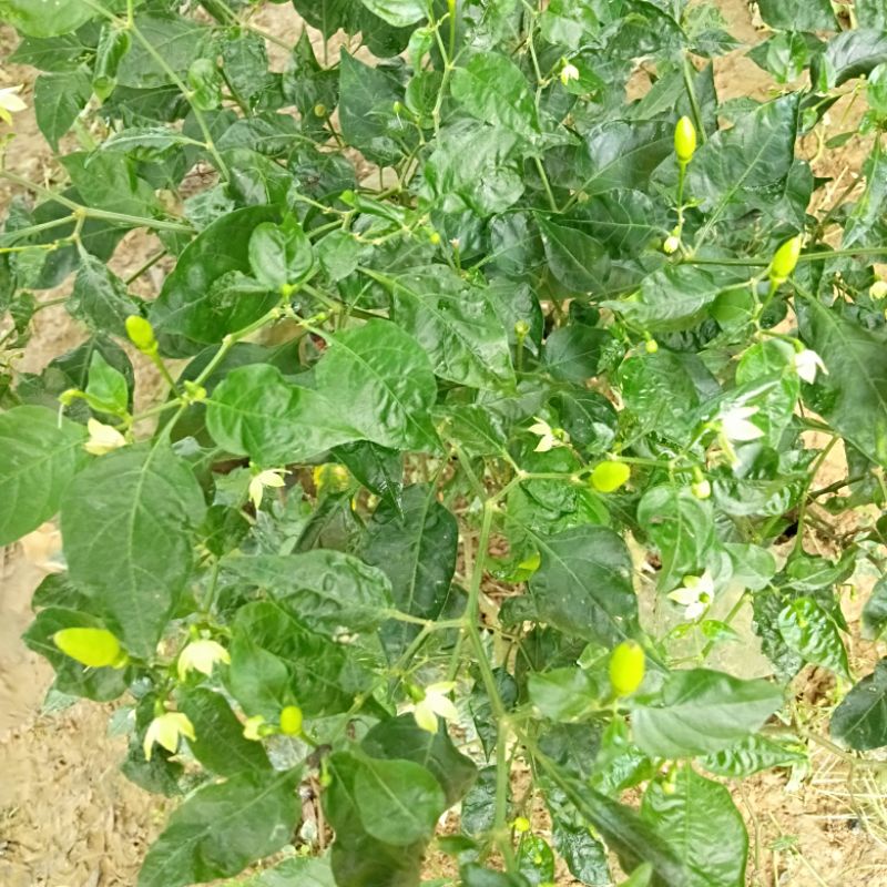 Cây giống ớt chỉ thiên đang ra hoa