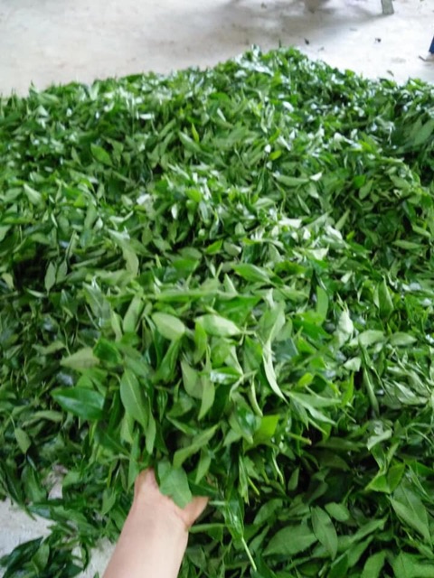 Chè Thái Nguyên sạch 100% 1kg