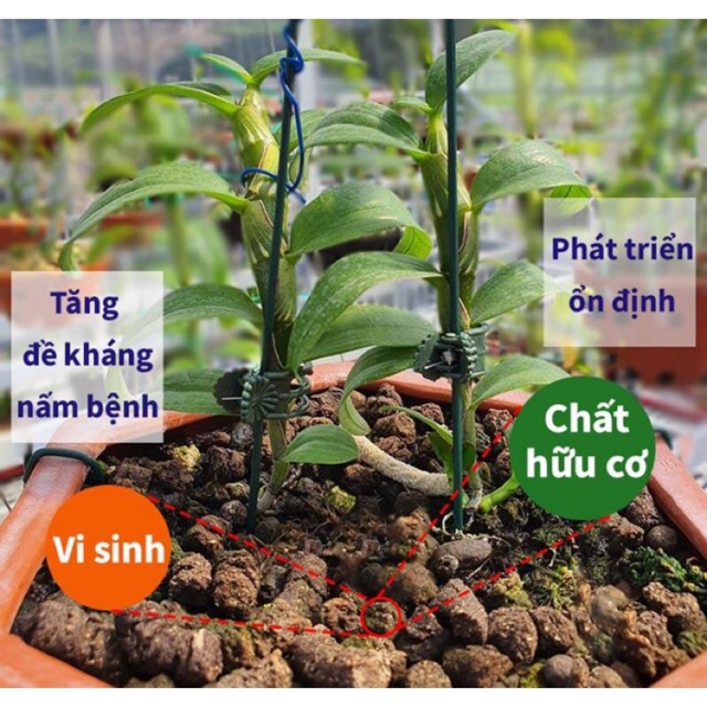 Phân trùn quế bón lan 200g