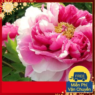 Hạt Giống Hoa Mẫu Đơn Mix Màu