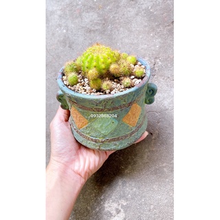 Chậu trồng sen đá xương rồng kiểu cổ điển