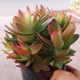 Crassula Campfire ( Tứ Phương) bụi lớn