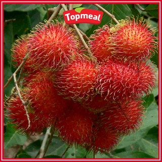 HCM - Chôm chôm nguyên trái (1kg) - [Giao nhanh TPHCM]