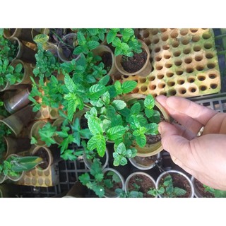 Cây sương sáo