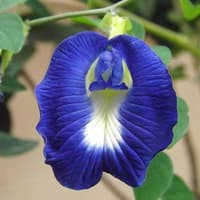 Hạt giống đậu biếc 20h kép