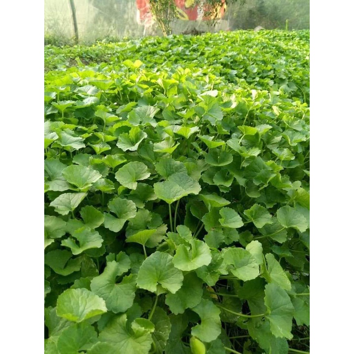 1 lạng Hạt giống rau má lá nhỏ