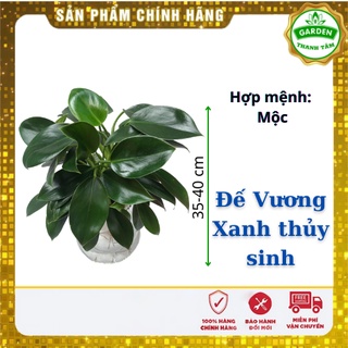 Cây Phong thủy Đế Vương thủy sinh - Tặng kèm sỏi trắng