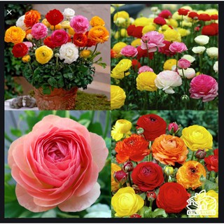 hạt giống hoa hồng ribatư Mix màu 10 hạt
