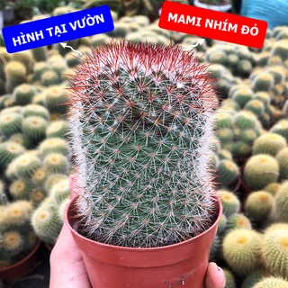Xương rồng mami nhím đỏ size chậu 9cm, 1 đổi 1
