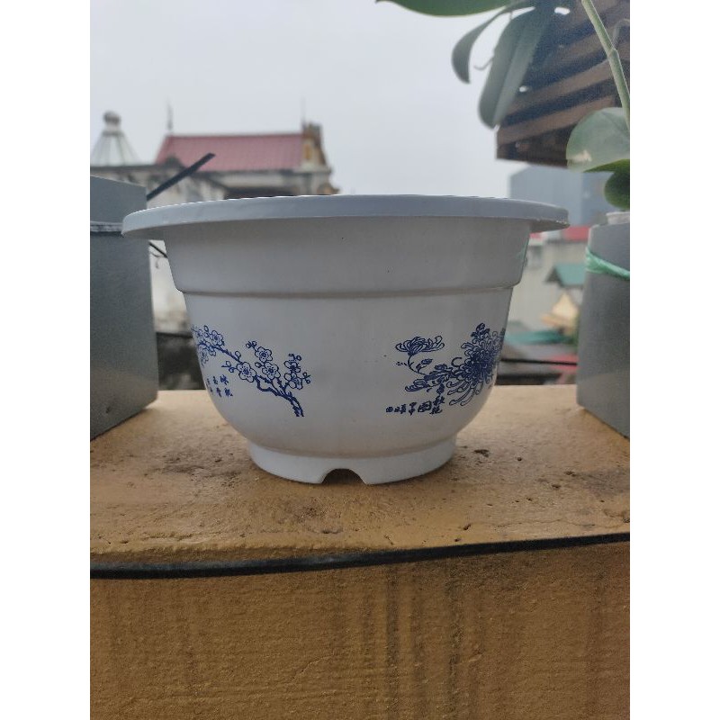 Chậu nhựa giả sử hoa xanh A240×150 CN