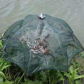 Lưới bát quái bắt cá