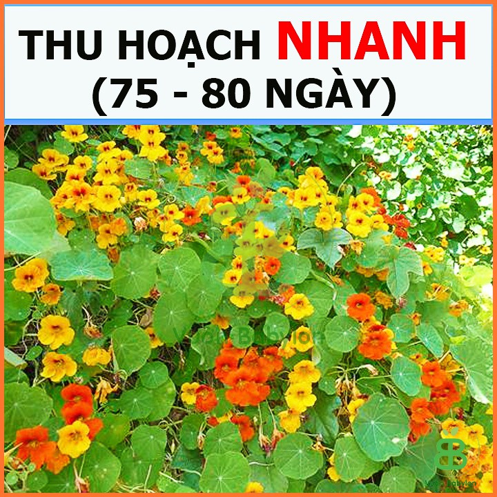 Hạt Giống Sen Cạn Lùn Mix Màu 5Hạt