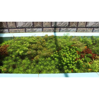 10 ngọn Vảy Ốc Ấn Độ - Rotala Indica