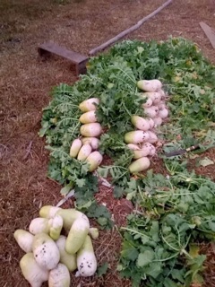 Hạt giống củ cải hàn quốc