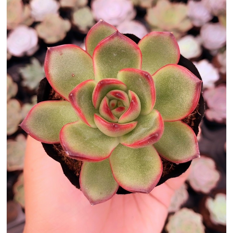 Sen đá size nhỏ ngẫu nhiên