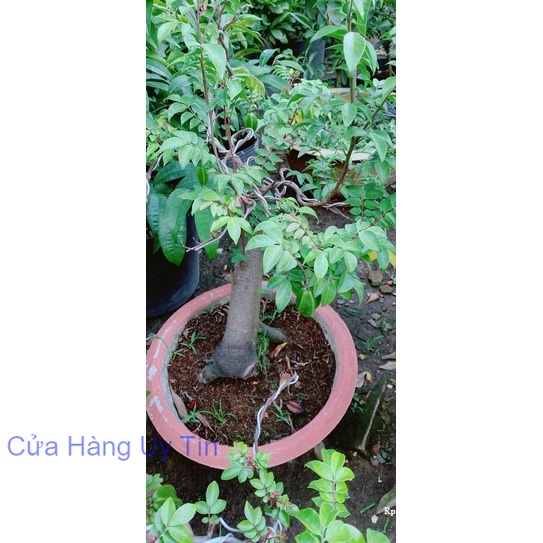 Chậu Khế Bonsai