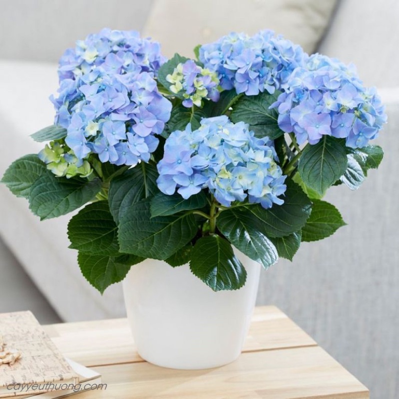 Hạt giống hoa cẩm tú cầu đủ màu siêu hoa F1