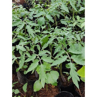 Cây giống cà chua trái tim