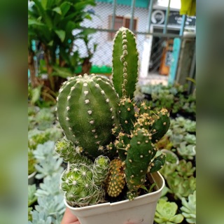 Xương rồng mix chậu 9cm