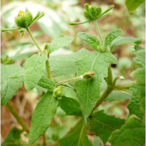 Cây cỏ đĩ khô (Hy thiêm)