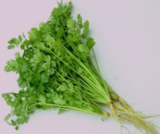 Hạt giống Rau mùi ta