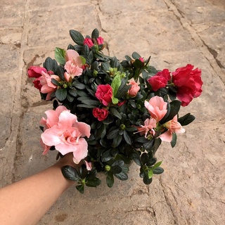 Cây Hoa đỗ quyên 2 màu (Ảnh thât).