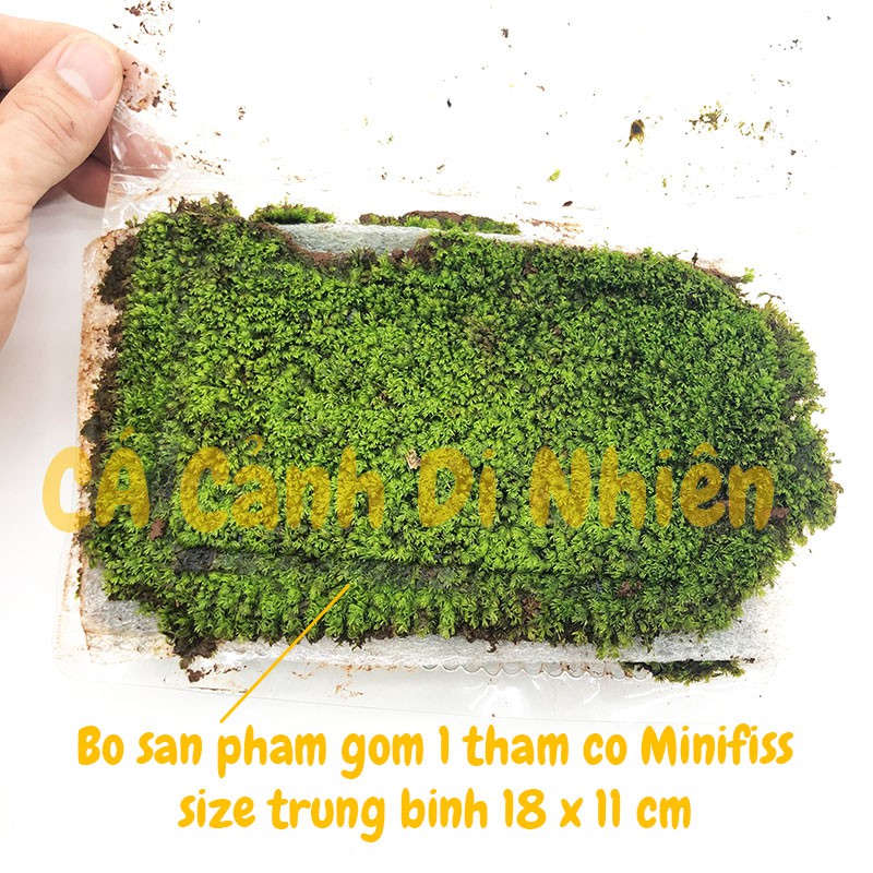 Rêu Minifiss LÁ NƯỚC trãi nền trang trí hồ cá thủy sinh dạng thảm size 18x11 cm