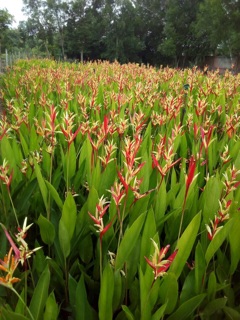 Cây chuối thiên điểu