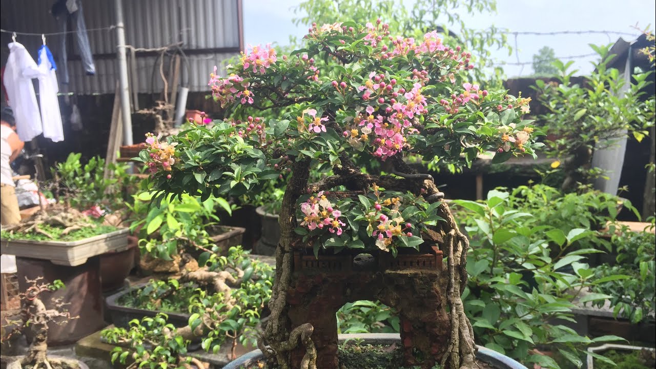 Cây hồng ngọc mai bonsai đang có hoa