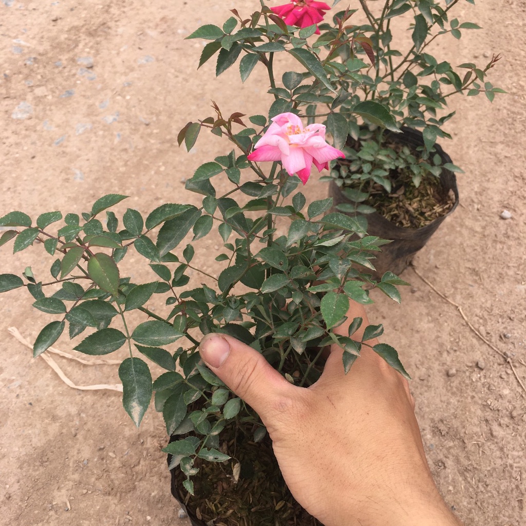 Cây Hoa Hồng Quế Bụi Ra Hoa Quanh Năm Dễ Trồng,Dễ Chăm