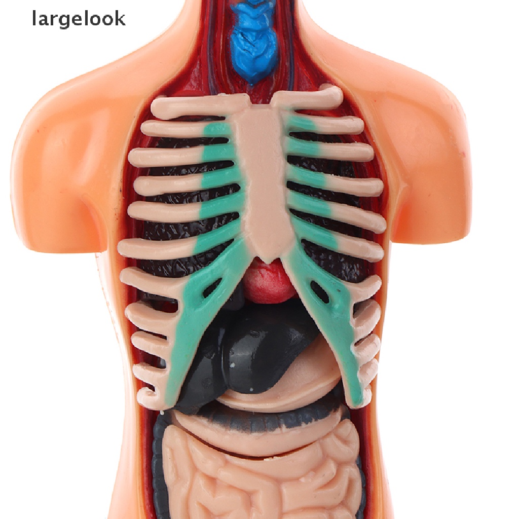 Mô Hình Cơ Thể Người Torso Có Thể Tháo Rời Cho Bé ♨Nóng Bỏng