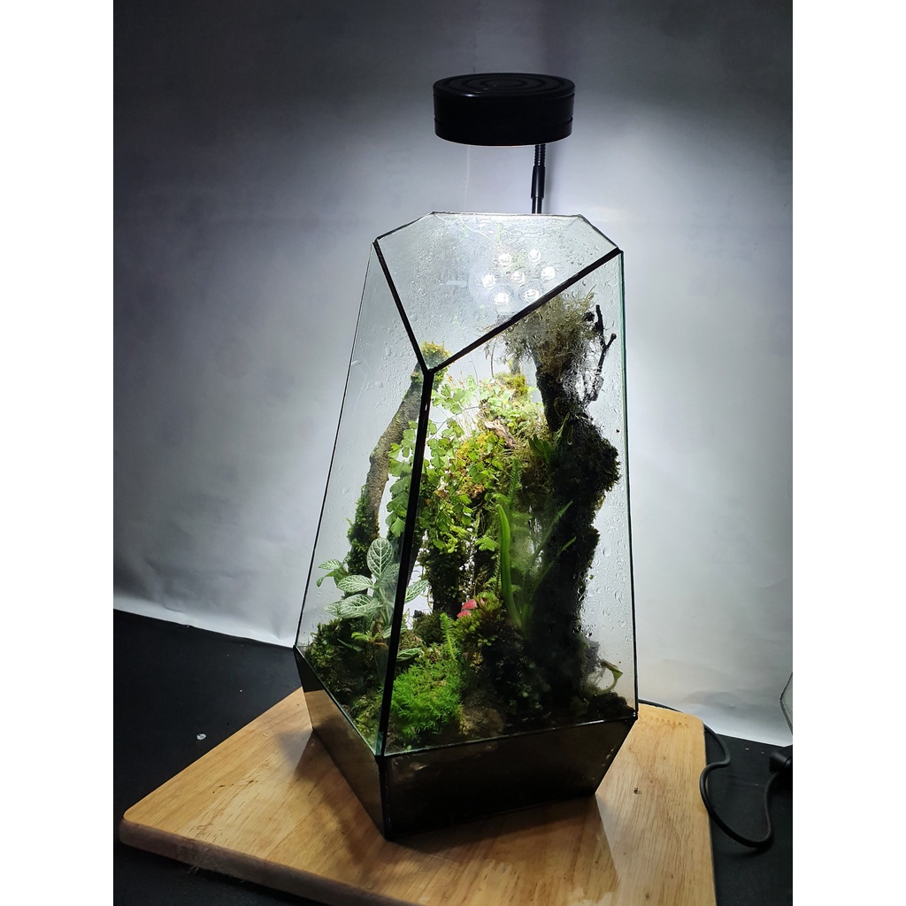 Bình thủy tinh terrarium tiểu cảnh bán cạn đa giác mẫu A1