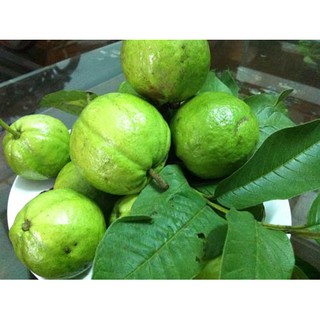 cây giống ổi găng