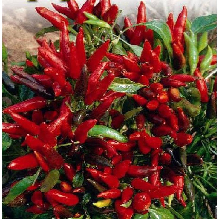 Hạt giống ớt chùm đỏ siêu cay Thái Lan - gói 0.5gram - 95 hạt