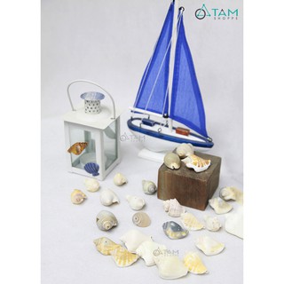 Bịch 200gr vỏ ốc biển trang trí VOOC-03