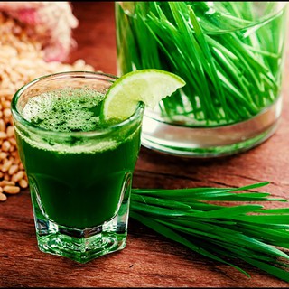 Hạt Giống Mầm Lúa Mạch (Nhập Ngoại)